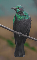 Emerald starling