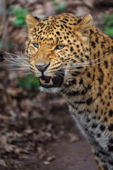 Fototapeta na wymiar Amur leopard