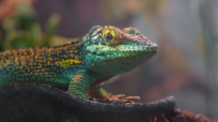 Baracoa giant anole