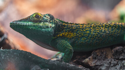 Baracoa giant anole