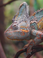 Veiled chameleon