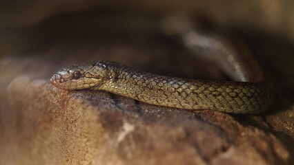 Smooth snake
