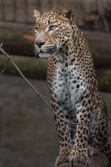 Sri lankan leopard