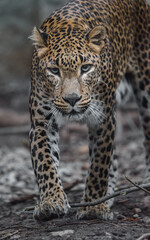 Obraz na płótnie Canvas Sri lankan leopard