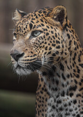 Sri lankan leopard