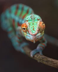 Foto auf Alu-Dibond Panther chameleon © Josef