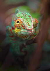 Panther chameleon
