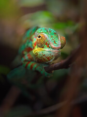 Panther chameleon