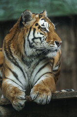 Siberian tiger