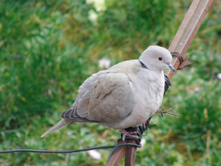 Eurasian collared dove (Streptopelia decaocto) in Romania