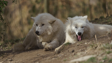 Arctic wolf