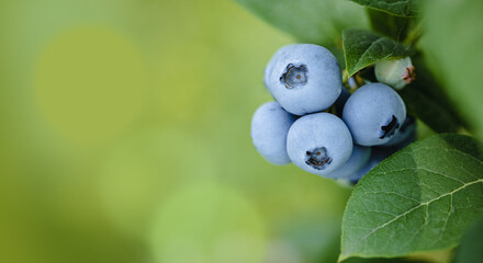 Fresh ripe blueberries cluster on a branch with leaves in the garden.