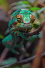 Panther chameleon