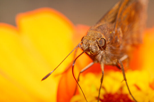 Moth on a yellow flowr , sucking nctar , in the garden