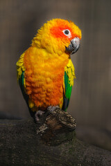Sun parakeet