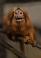 Golden lion tamarin