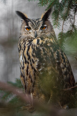Eurasian eagle-owl