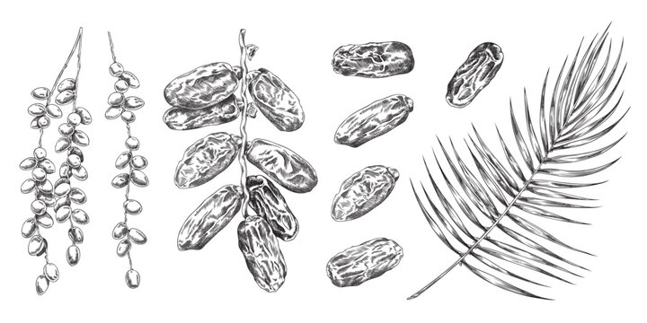 Set of hand drawn monochrome date palms sketch style