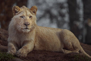 Cape lion