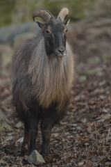 Himalayan Tahr