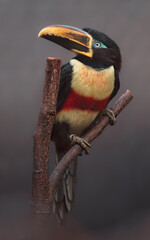 Chestnut-eared aracari