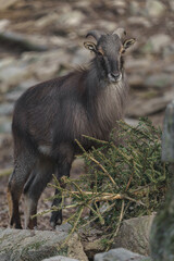 Himalayan Tahr