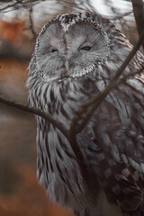 Ural owl