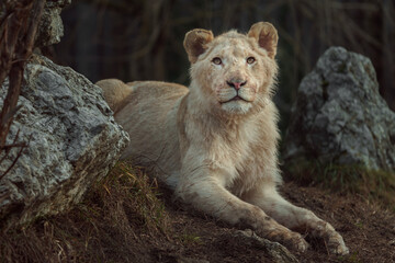Cape lion