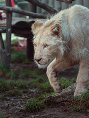 Cape lion