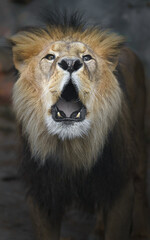 North African lion