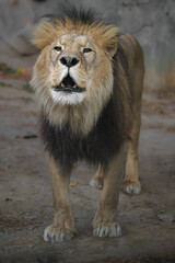 North African lion