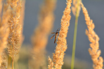 Obraz premium Big crane fly in the sunlight