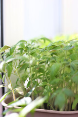 Tomato seedlings in the spring. Seedlings of tomatoes grown for the garden .Many green tomato plants in seedling tray on the windowsill. the sun falls 