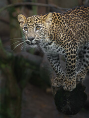 Sri Lankan leopard