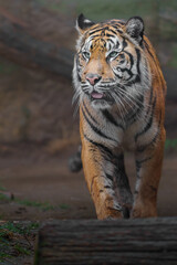 Sumatran tiger