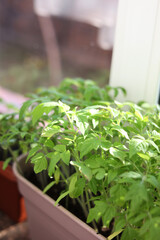 Tomato seedlings in the spring. Seedlings of tomatoes grown for the garden .Many green tomato plants in seedling tray on the windowsill. the sun falls 