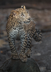 Sri Lankan leopard