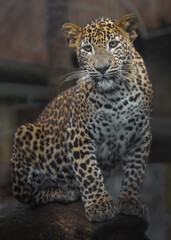 Sri Lankan leopard