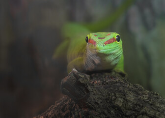 Phelsuma madagascariensis
