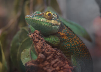 Baracoa giant anole