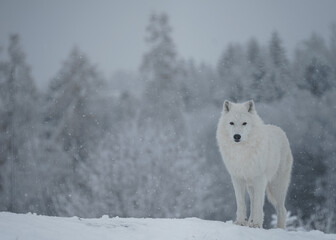 Arctic wolf