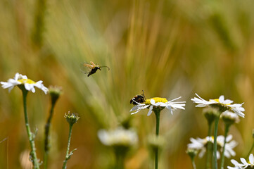 Two red-necked beetles mating on a flower, one beetle in flight
