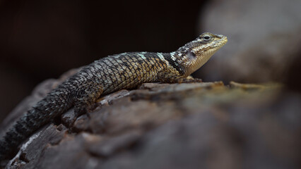 Blue spiny lizard