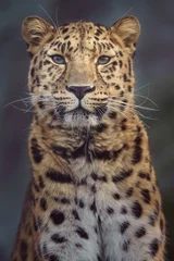 Gordijnen Amur leopard © Josef
