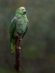 Southern mealy amazon