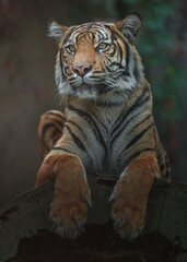 Sumatran tiger