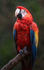 Scarlet macaw