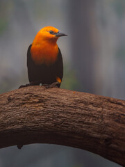 Orange bird