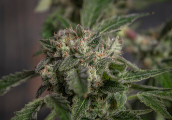Matanuska tundra variety with green leafs and wooden wall background