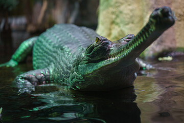 Gharial (fish-eating crocodile)